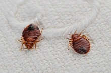 Bed Bugs Control Brisbane