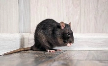 Rats Control Brisbane