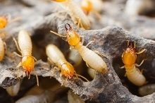 Termites Control Brisbane