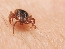 Ticks Control Brisbane