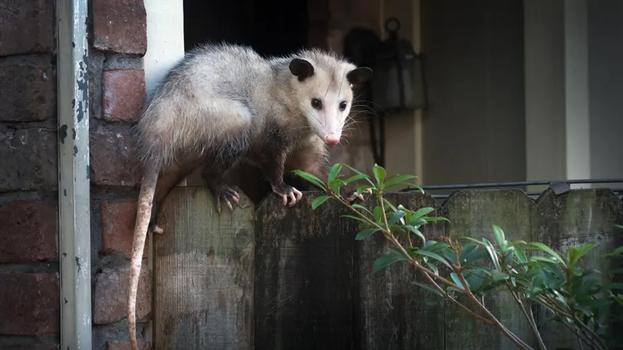 Possums Control Brisbane