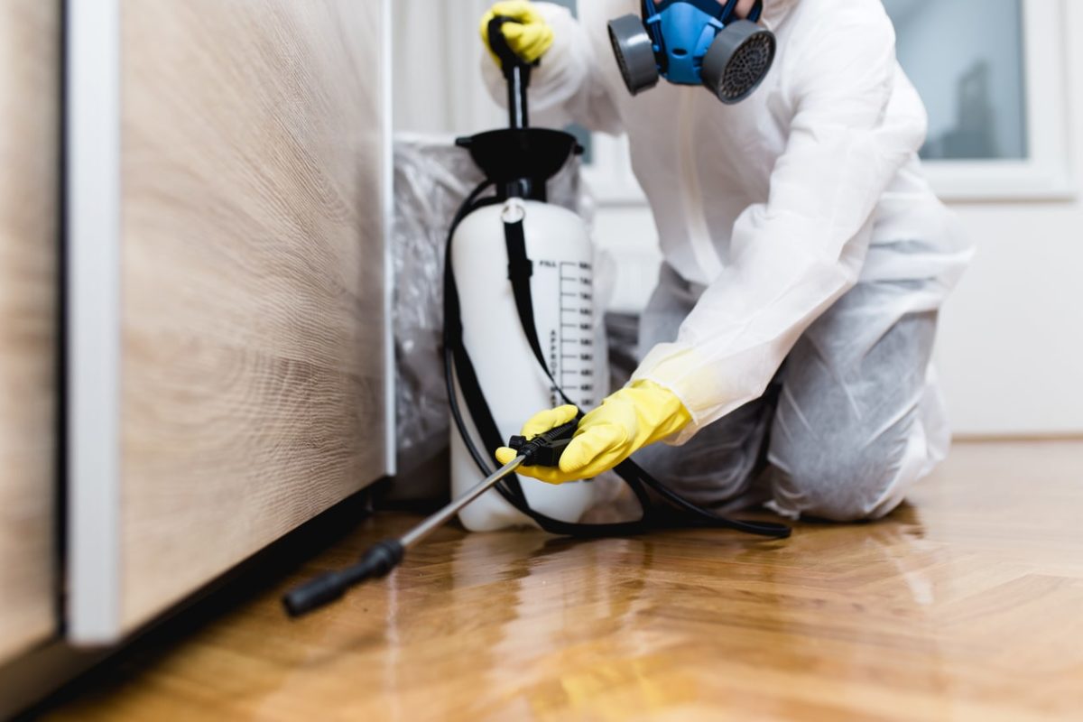 Residential Pest Solution Brisbane